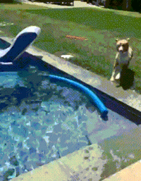 Dog lifeguard