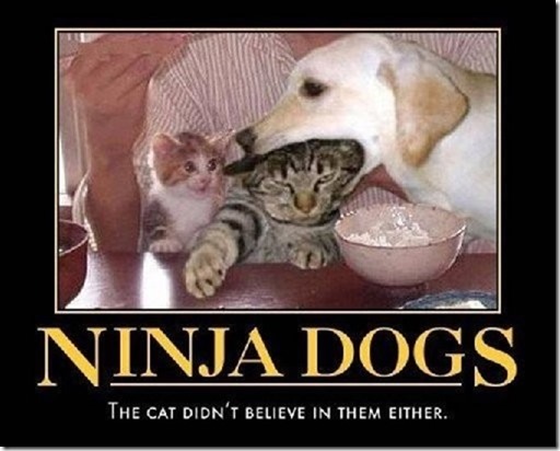 Ninja Dogs