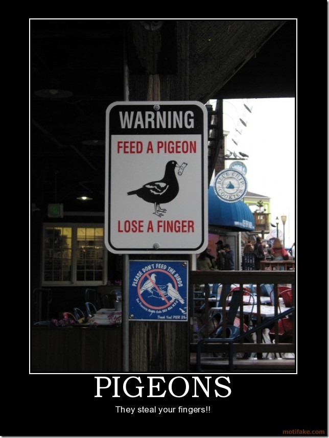 Pigeons