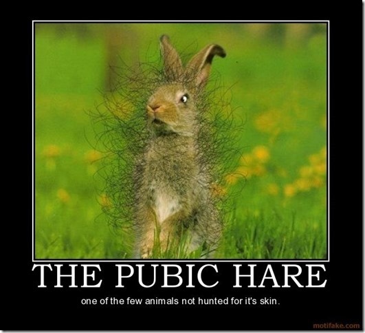 Pubic Hare