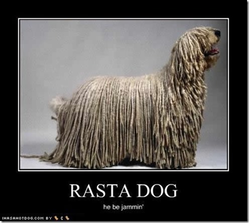 Rasta Dog