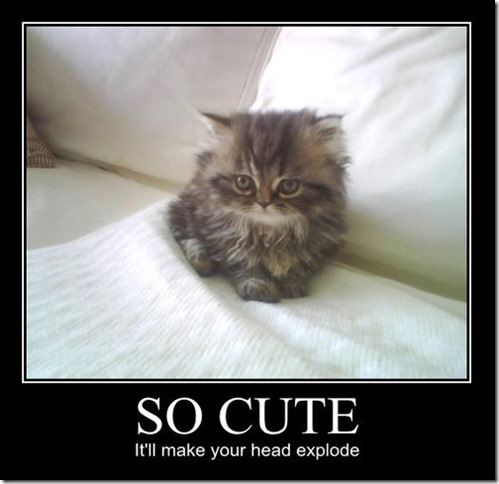 so-cute-itll-make-your-head-explode