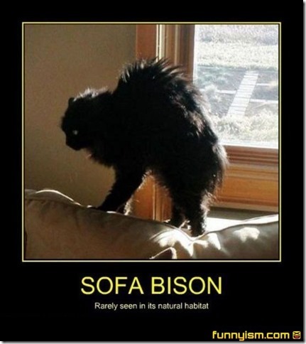 Sofa Bison