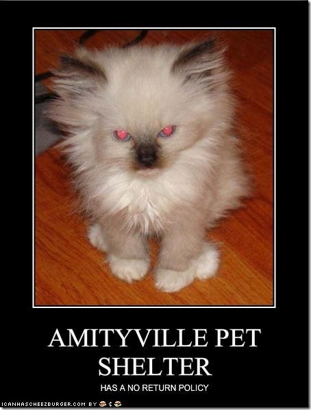 Amityville Pet Shelter