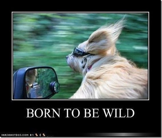 Born to be wild