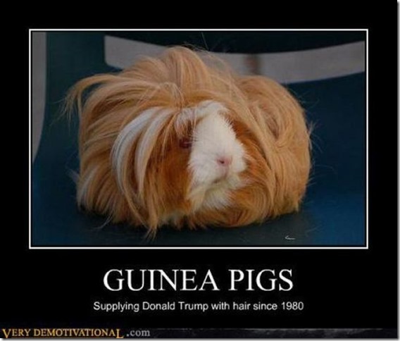 Guinea Pigs