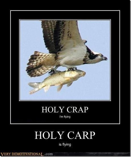 holy carp