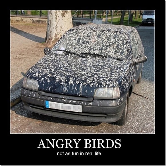angrybirds