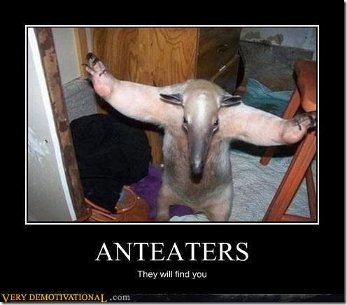 Anteaters