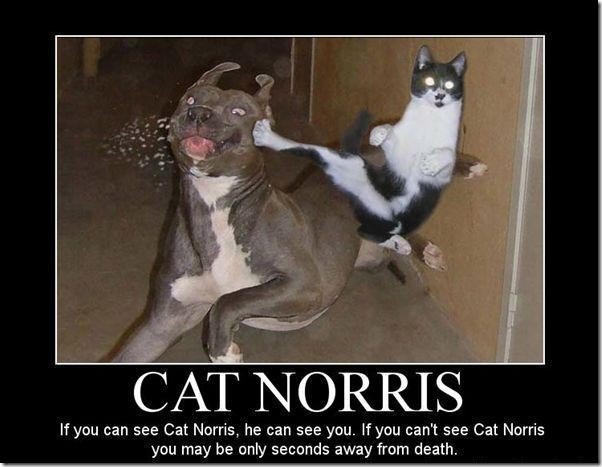 Cat Norris