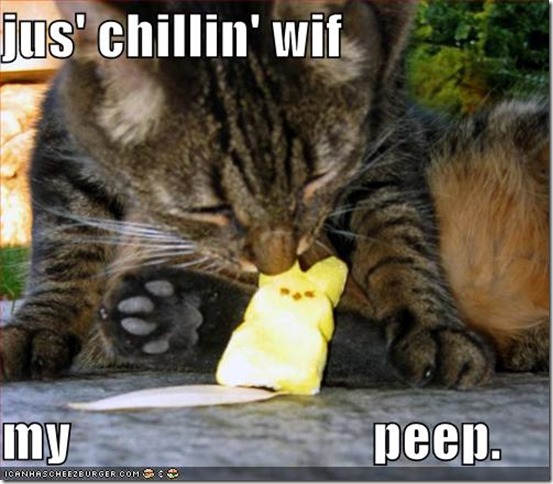 funny-pictures-cat-eats-marshmallow