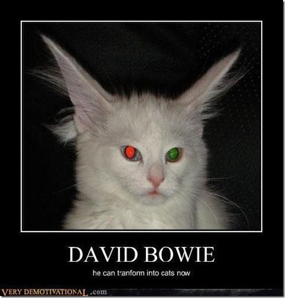 David Bowie