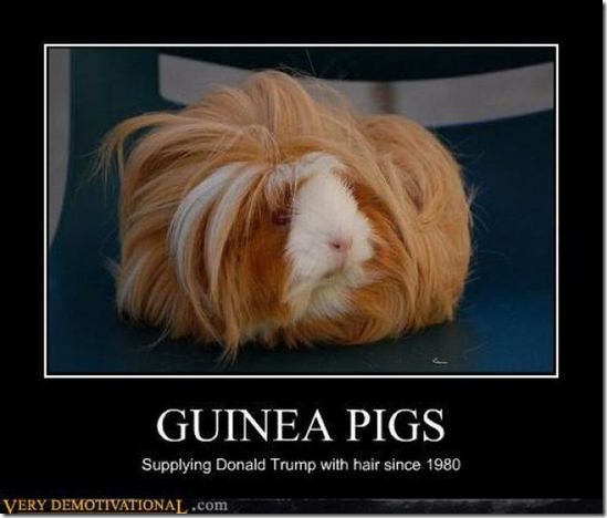 Guinea Pigs